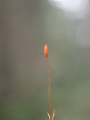 Distichium capillaceum