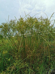Cyperus