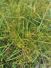 Cyperus