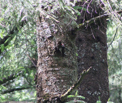 Dryobates stricklandi