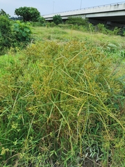 Cyperus