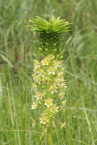 Eucomis pallidiflora