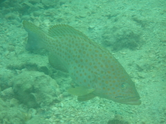Epinephelus bleekeri