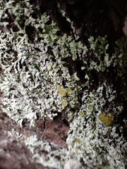 Parmeliopsis hyperopta