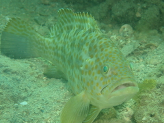 Epinephelus bleekeri