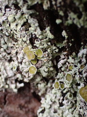 Parmeliopsis hyperopta