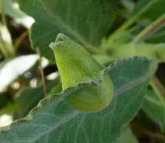 Rhopalomyia audibertiae