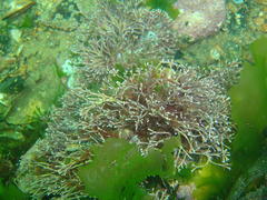 Amphiroa
