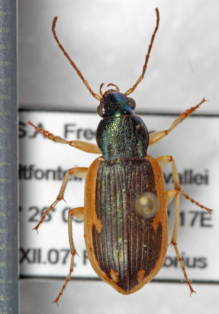 Chlaenius coscinioderus