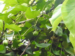 Aristolochia acuminata