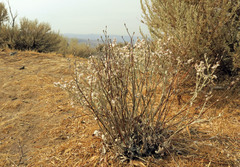 Eriogonum niveum