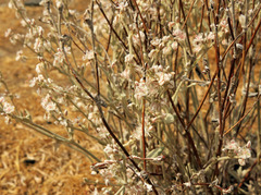 Eriogonum niveum