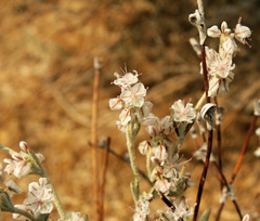 Eriogonum niveum
