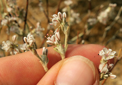 Eriogonum niveum