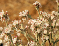 Eriogonum niveum