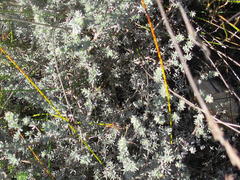 Aspalathus digitifolia