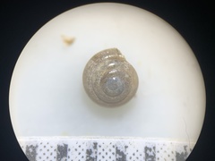 Euconulus fresti