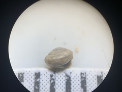 Euconulus fresti