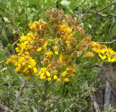 Senecio crenatus