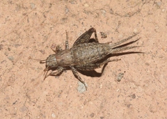 Cycloptilum comprehendens