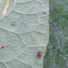 Rilaena triangularis