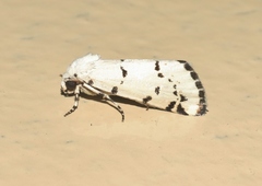 Grotella binda