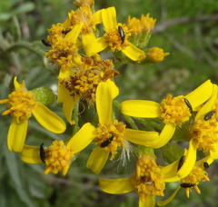 Senecio crenatus