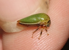 Stictopelta marmorata