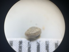 Euconulus fresti