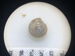 Euconulus fresti