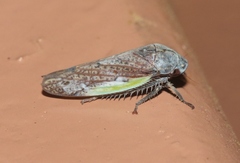 Hamana gelbata