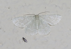 Chlorochlamys appellaria