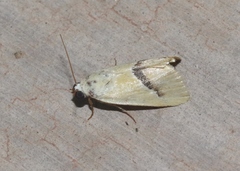 Ponometia venustula