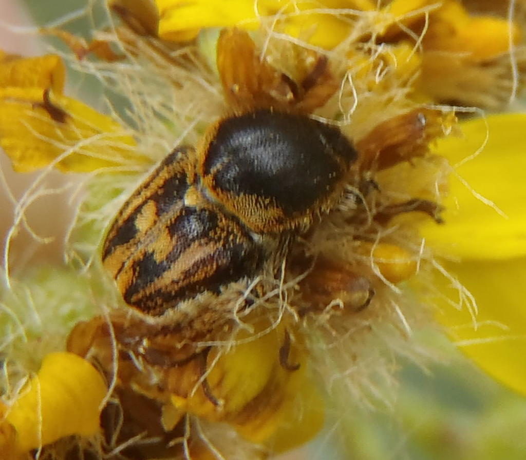Humpback Monkey Beetles