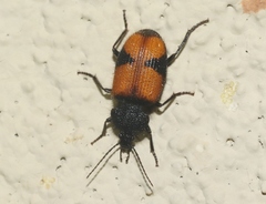 Panagaeus sallei