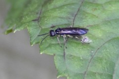 Ametastegia articulata