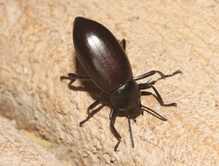 Eleodes longicollis