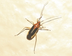 Ganocapsus filiformis