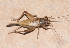 Gryllus staccato