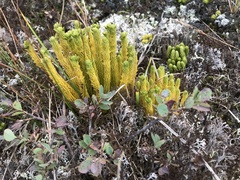 Huperzia appressa