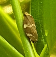 Ptyelinellus praefractus