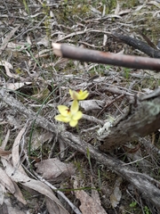 Thelymitra antennifera