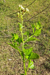 Microglossa mespilifolia
