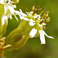 Microglossa mespilifolia