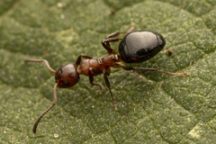 Dolichoderus pustulatus