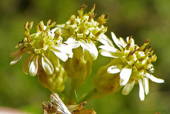 Microglossa mespilifolia