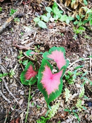 Caladium bicolor