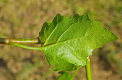 Microglossa mespilifolia