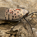 Spotted Lanternfly - Photo (c) solomon hendrix, some rights reserved (CC BY-NC), uploaded by solomon hendrix