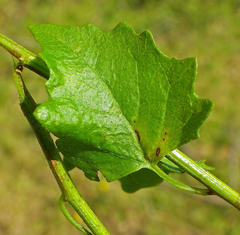 Microglossa mespilifolia